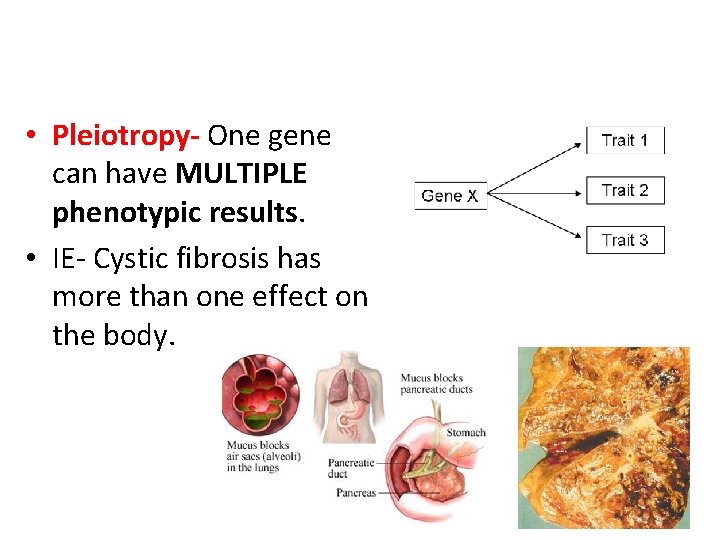  • Pleiotropy- One gene can have MULTIPLE phenotypic results. • IE- Cystic fibrosis