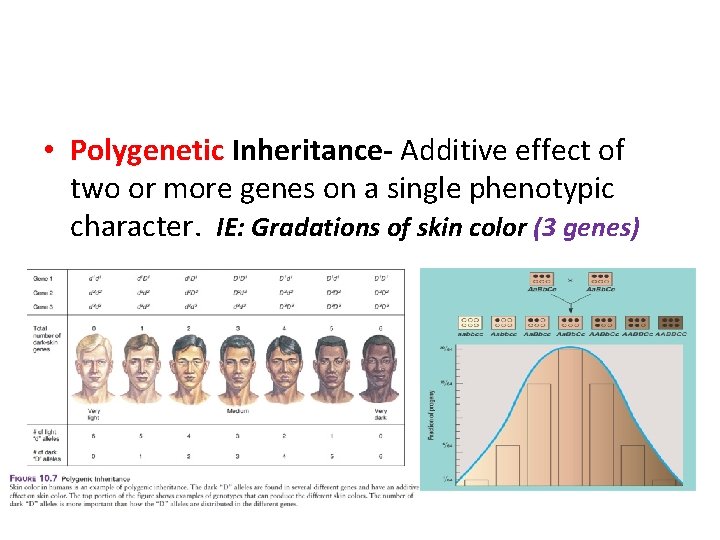  • Polygenetic Inheritance- Additive effect of two or more genes on a single