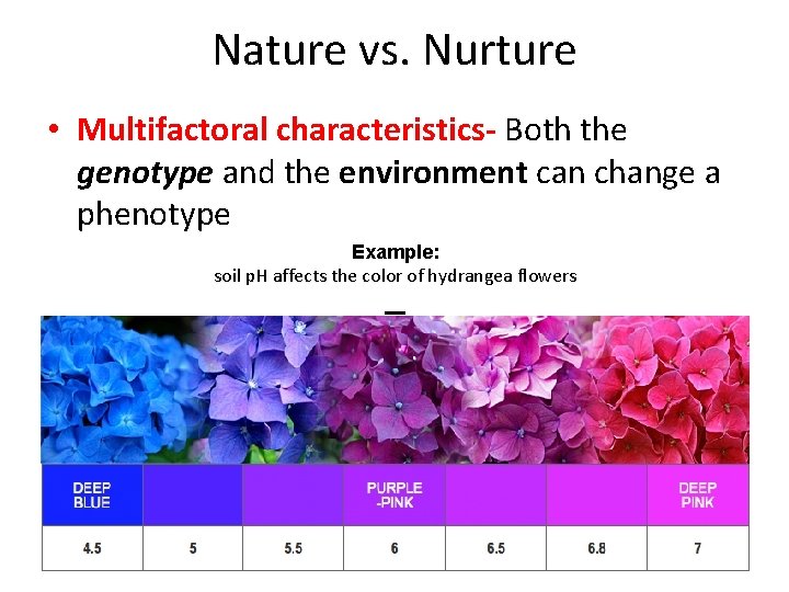 Nature vs. Nurture • Multifactoral characteristics- Both the genotype and the environment can change