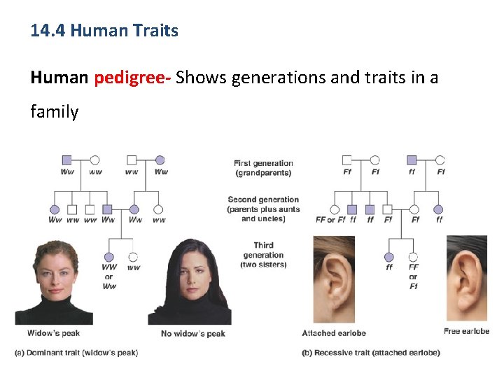 14. 4 Human Traits Human pedigree- Shows generations and traits in a family 
