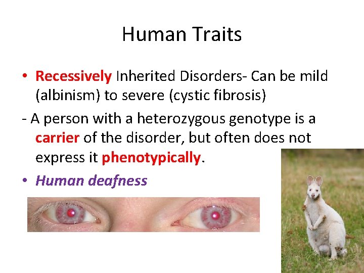 Human Traits • Recessively Inherited Disorders- Can be mild (albinism) to severe (cystic fibrosis)