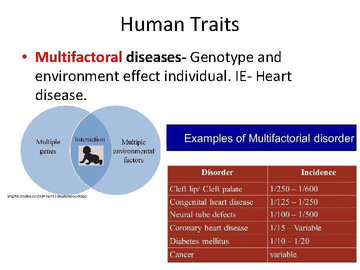 Human Traits • Multifactoral diseases- Genotype and environment effect individual. IE- Heart disease. 