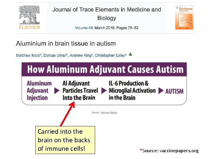 Carried into the brain on the backs of immune cells! *Source: vaccinepapers. org 