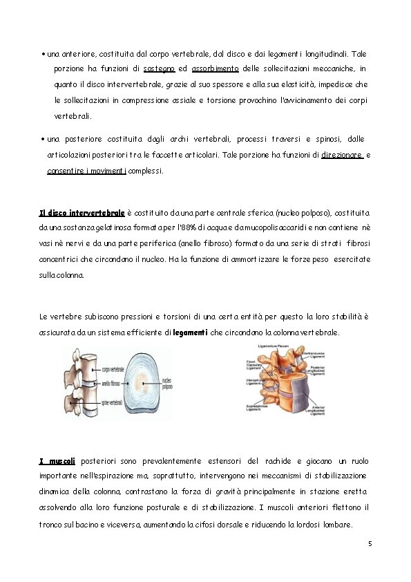  una anteriore, costituita dal corpo vertebrale, dal disco e dai legamenti longitudinali. Tale