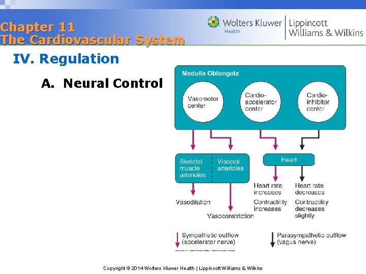 Chapter 11 The Cardiovascular System IV. Regulation A. Neural Control Copyright © 2014 Wolters
