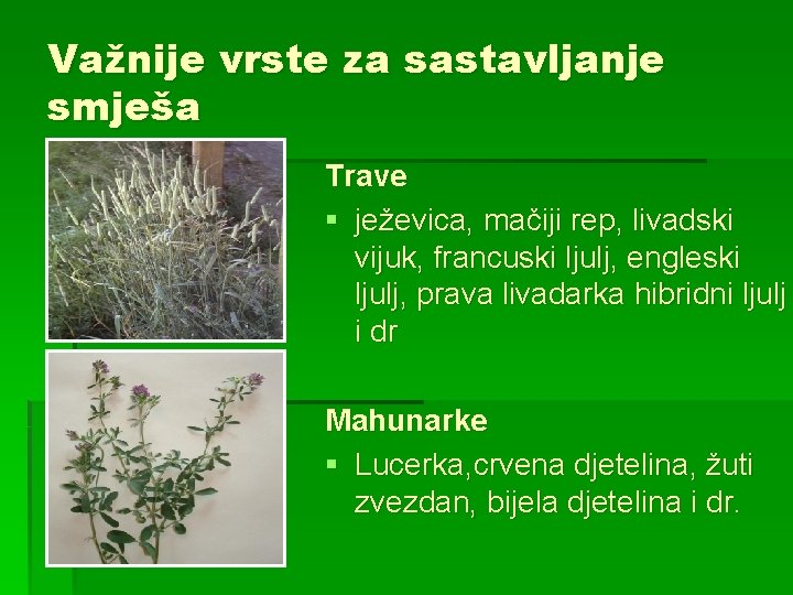Važnije vrste za sastavljanje smješa Trave § ježevica, mačiji rep, livadski vijuk, francuski ljulj,