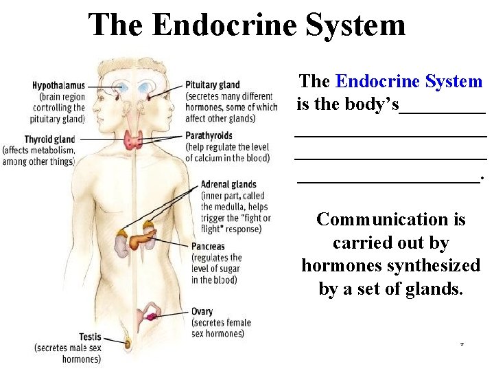 The Endocrine System is the body’s___________________. Communication is carried out by hormones synthesized by