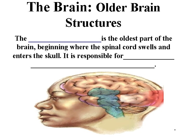 The Brain: Older Brain Structures The __________is the oldest part of the brain, beginning