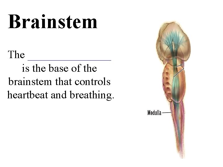 Brainstem The ________ is the base of the brainstem that controls heartbeat and breathing.