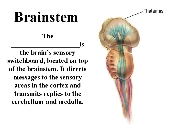 Brainstem The __________is the brain’s sensory switchboard, located on top of the brainstem. It