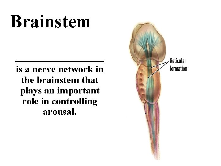 Brainstem _________ is a nerve network in the brainstem that plays an important role