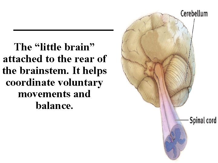 ______ The “little brain” attached to the rear of the brainstem. It helps coordinate