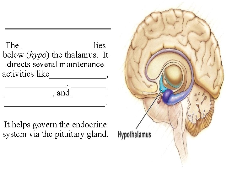 _______ The ________ lies below (hypo) the thalamus. It directs several maintenance activities like_____________,