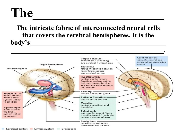 The__________ The intricate fabric of interconnected neural cells that covers the cerebral hemispheres. It