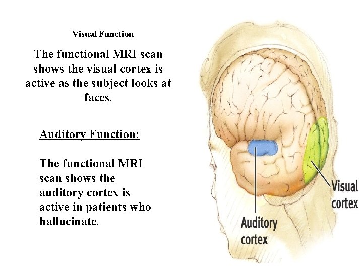 Visual Function The functional MRI scan shows the visual cortex is active as the