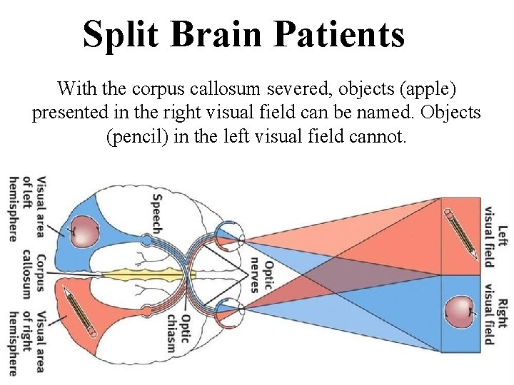 Split Brain Patients With the corpus callosum severed, objects (apple) presented in the right