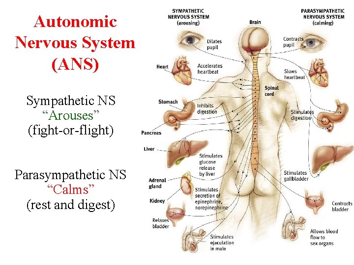 Autonomic Nervous System (ANS) Sympathetic NS “Arouses” (fight-or-flight) Parasympathetic NS “Calms” (rest and digest)