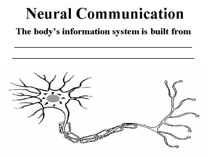 Neural Communication The body’s information system is built from _______________________________________ * 