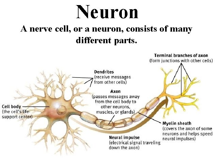 Neuron A nerve cell, or a neuron, consists of many different parts. * 