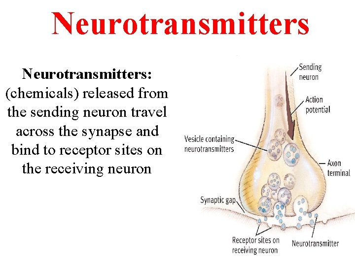 Neurotransmitters: (chemicals) released from the sending neuron travel across the synapse and bind to