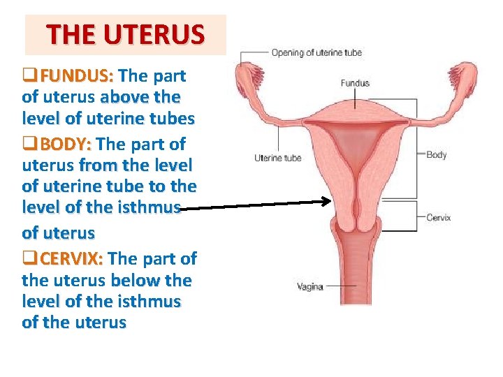THE UTERUS q. FUNDUS: The part of uterus above the level of uterine tubes THE UTERUS q. FUNDUS: The part of uterus above the level of uterine tubes