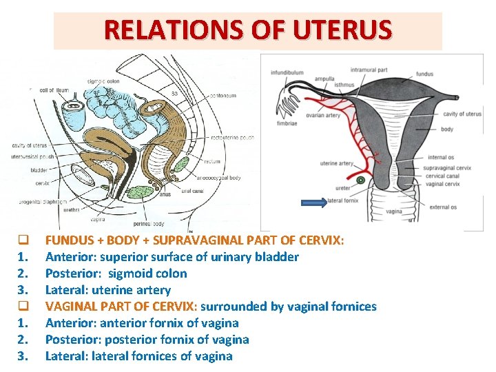 RELATIONS OF UTERUS q 1. 2. 3. FUNDUS + BODY + SUPRAVAGINAL PART OF RELATIONS OF UTERUS q 1. 2. 3. FUNDUS + BODY + SUPRAVAGINAL PART OF