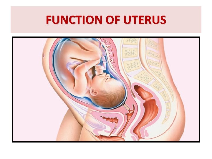 FUNCTION OF UTERUS FUNCTION OF UTERUS