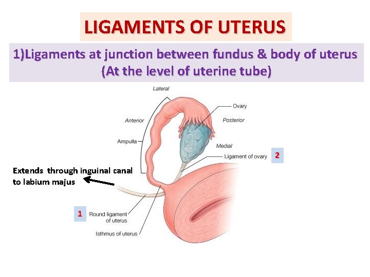 LIGAMENTS OF UTERUS 1)Ligaments at junction between fundus & body of uterus (At the LIGAMENTS OF UTERUS 1)Ligaments at junction between fundus & body of uterus (At the