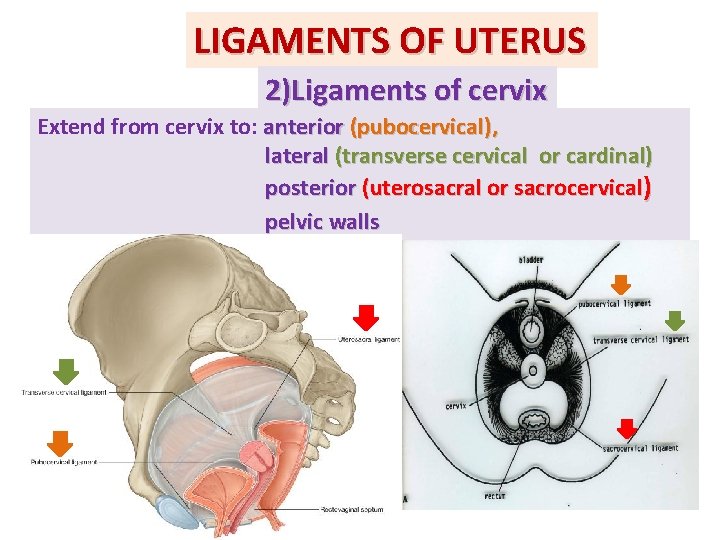 LIGAMENTS OF UTERUS 2)Ligaments of cervix Extend from cervix to: anterior (pubocervical), lateral (transverse LIGAMENTS OF UTERUS 2)Ligaments of cervix Extend from cervix to: anterior (pubocervical), lateral (transverse