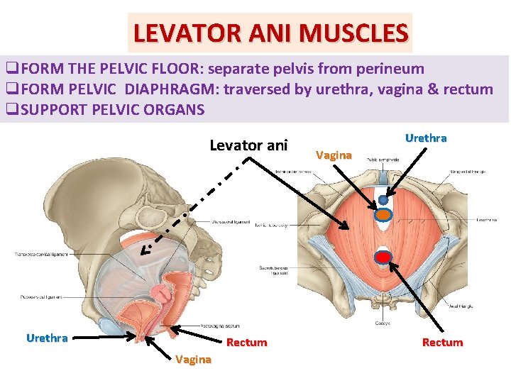LEVATOR ANI MUSCLES q. FORM THE PELVIC FLOOR: separate pelvis from perineum q. FORM LEVATOR ANI MUSCLES q. FORM THE PELVIC FLOOR: separate pelvis from perineum q. FORM