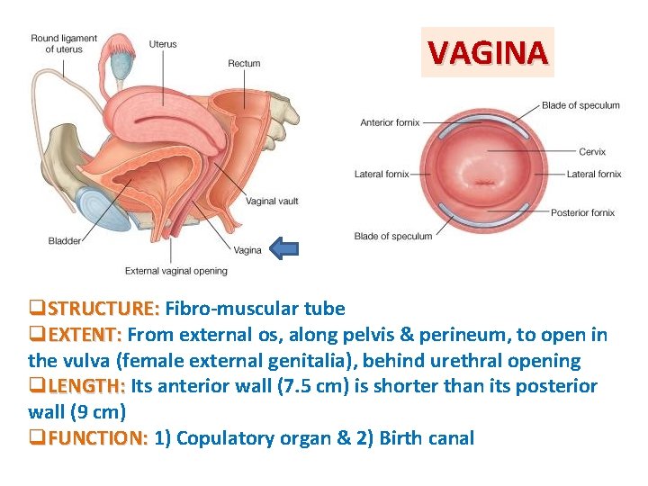 VAGINA q. STRUCTURE: Fibro-muscular tube q. EXTENT: From external os, along pelvis & perineum, VAGINA q. STRUCTURE: Fibro-muscular tube q. EXTENT: From external os, along pelvis & perineum,