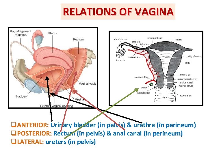 RELATIONS OF VAGINA q. ANTERIOR: Urinary bladder (in pelvis) & urethra (in perineum) q. RELATIONS OF VAGINA q. ANTERIOR: Urinary bladder (in pelvis) & urethra (in perineum) q.