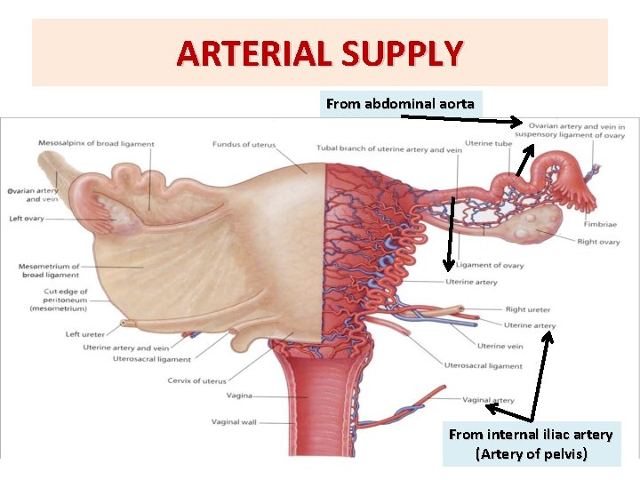 ARTERIAL SUPPLY From abdominal aorta From internal iliac artery (Artery of pelvis) ARTERIAL SUPPLY From abdominal aorta From internal iliac artery (Artery of pelvis)