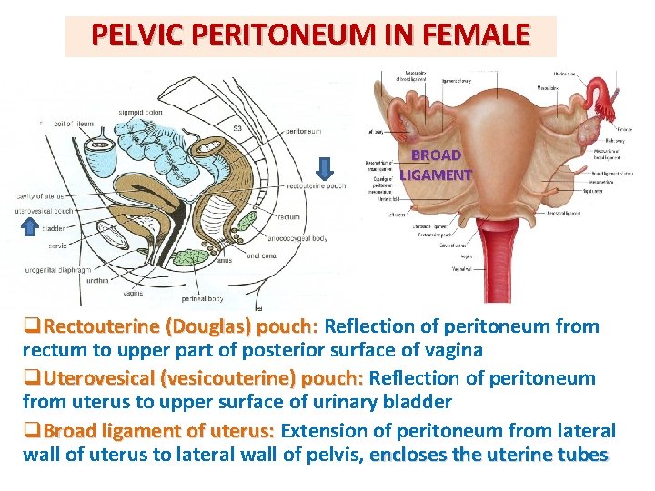 PELVIC PERITONEUM IN FEMALE BROAD LIGAMENT q. Rectouterine (Douglas) pouch: Reflection of peritoneum from PELVIC PERITONEUM IN FEMALE BROAD LIGAMENT q. Rectouterine (Douglas) pouch: Reflection of peritoneum from