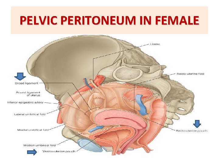 PELVIC PERITONEUM IN FEMALE PELVIC PERITONEUM IN FEMALE
