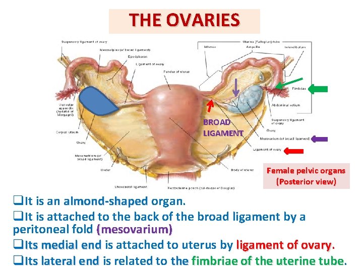 THE OVARIES BROAD LIGAMENT Female pelvic organs (Posterior view) q. It is an almond-shaped THE OVARIES BROAD LIGAMENT Female pelvic organs (Posterior view) q. It is an almond-shaped