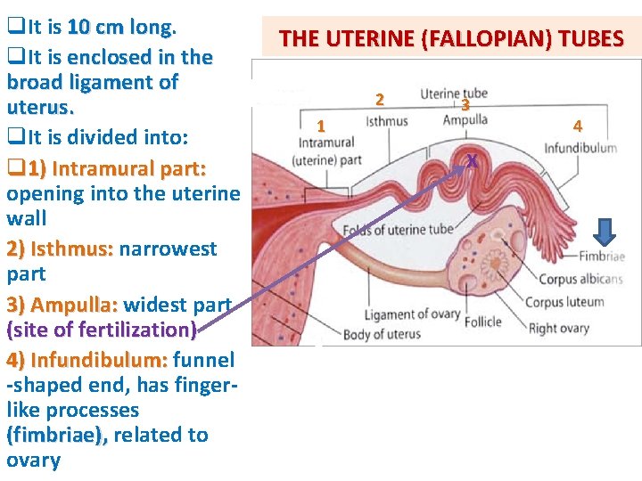 q. It is 10 cm long q. It is enclosed in the broad ligament q. It is 10 cm long q. It is enclosed in the broad ligament