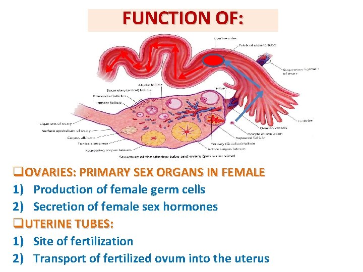 FUNCTION OF: q. OVARIES: PRIMARY SEX ORGANS IN FEMALE 1) Production of female germ FUNCTION OF: q. OVARIES: PRIMARY SEX ORGANS IN FEMALE 1) Production of female germ