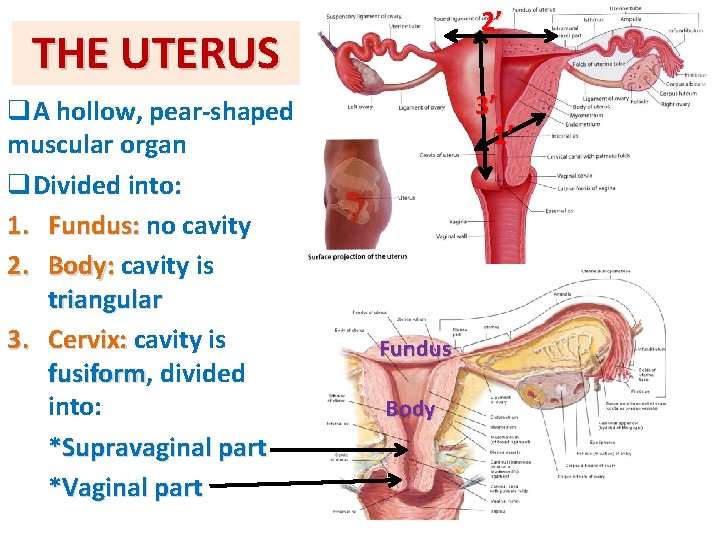 2’ THE UTERUS q. A hollow, pear-shaped muscular organ q. Divided into: 1. Fundus: 2’ THE UTERUS q. A hollow, pear-shaped muscular organ q. Divided into: 1. Fundus: