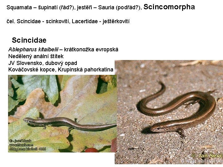 Squamata – šupinatí (řád? ), jestěři – Sauria (podřád? ), Scincomorpha čel. Scincidae -