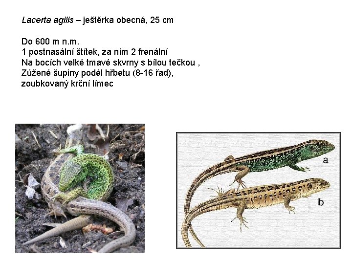 Lacerta agilis – ještěrka obecná, 25 cm Do 600 m n. m. 1 postnasální