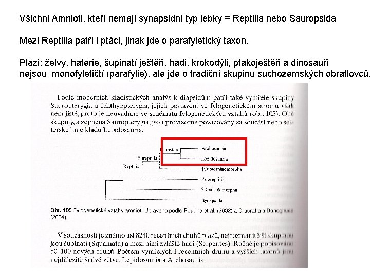 Všichni Amnioti, kteří nemají synapsidní typ lebky = Reptilia nebo Sauropsida Mezi Reptilia patří