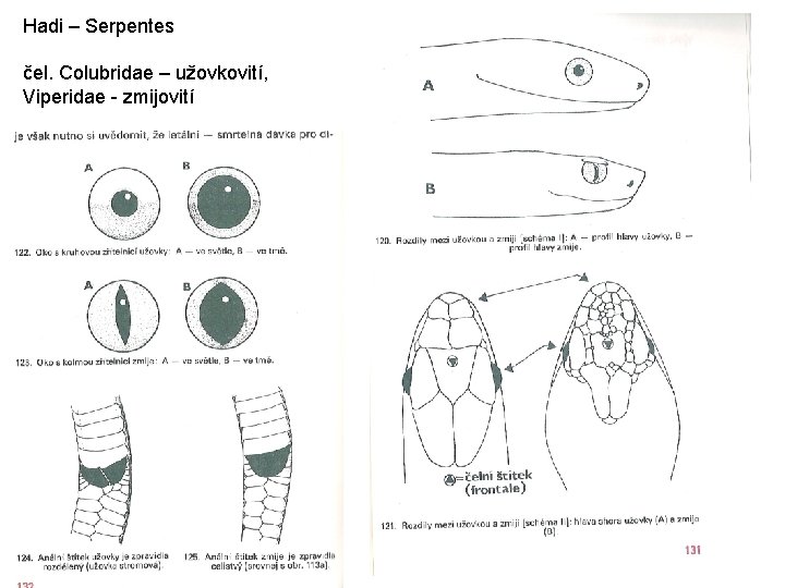 Hadi – Serpentes čel. Colubridae – užovkovití, Viperidae - zmijovití 