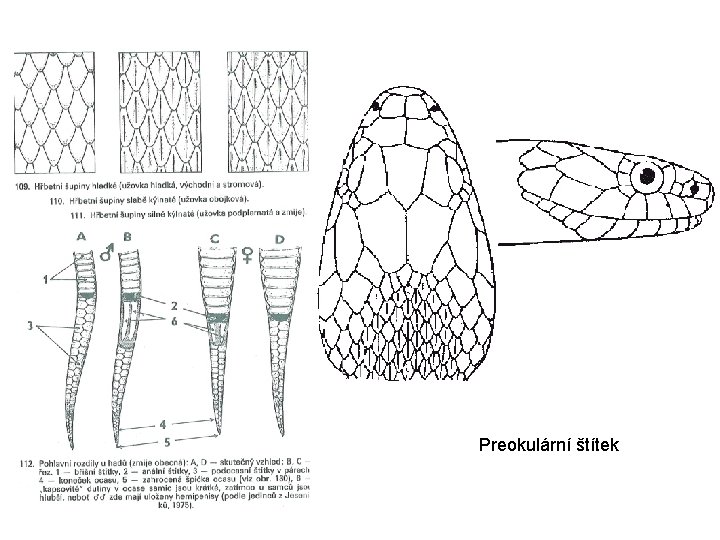 Preokulární štítek 