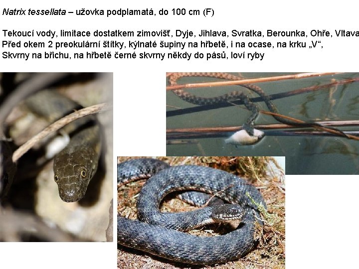 Natrix tessellata – užovka podplamatá, do 100 cm (F) Tekoucí vody, limitace dostatkem zimovišť,
