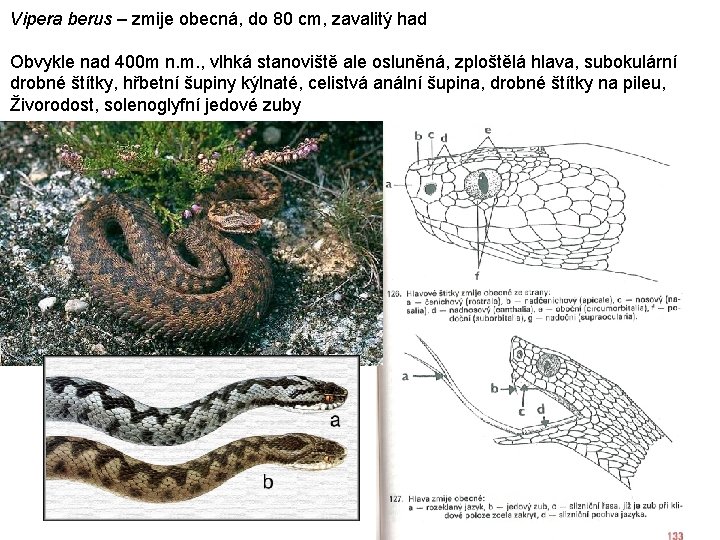 Vipera berus – zmije obecná, do 80 cm, zavalitý had Obvykle nad 400 m