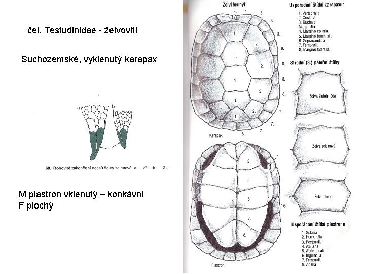 čel. Testudinidae - želvovití Suchozemské, vyklenutý karapax M plastron vklenutý – konkávní F plochý