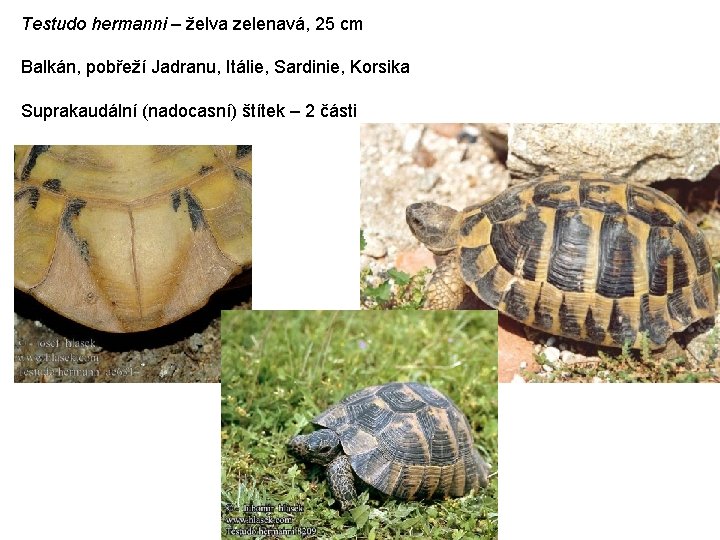 Testudo hermanni – želva zelenavá, 25 cm Balkán, pobřeží Jadranu, Itálie, Sardinie, Korsika Suprakaudální