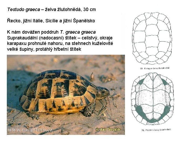 Testudo graeca – želva žlutohnědá, 30 cm Řecko, jižní Itálie, Sicílie a jižní Španělsko