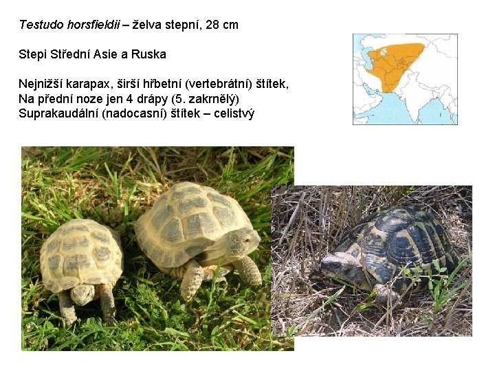 Testudo horsfieldii – želva stepní, 28 cm Stepi Střední Asie a Ruska Nejnižší karapax,